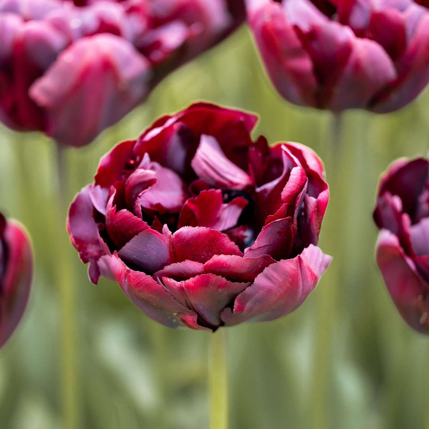 Tulpe 'Palmyra'